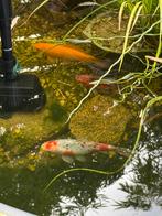 3 Kleine koi karpers, Dieren en Toebehoren, Vissen | Vijvervissen, Karper of Koi