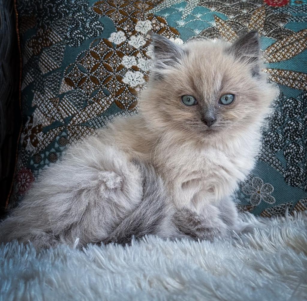 Zeer knap blue mink Ragdoll katertje klaar voor nieuw thuis, Dieren en Toebehoren, Meerdere dieren, Gechipt