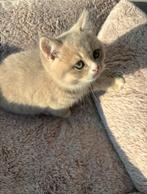 Britse korthaar kittens, Dieren en Toebehoren, Katten en Kittens | Raskatten | Korthaar, Kater, Ontwormd, 0 tot 2 jaar