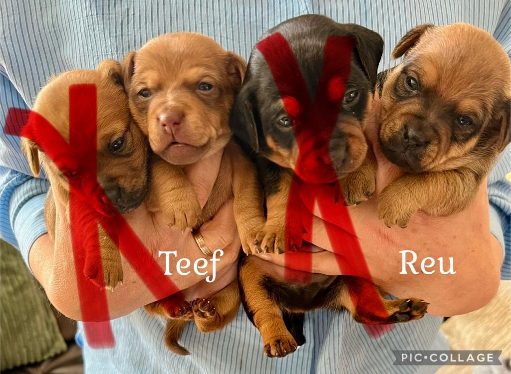 Jack Russel Pups, Dieren en Toebehoren, Standaard, 8 tot 15 weken, Korthaar, Parvo