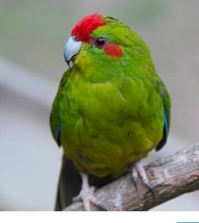 Kakerikie man, Mannelijk, Parkiet