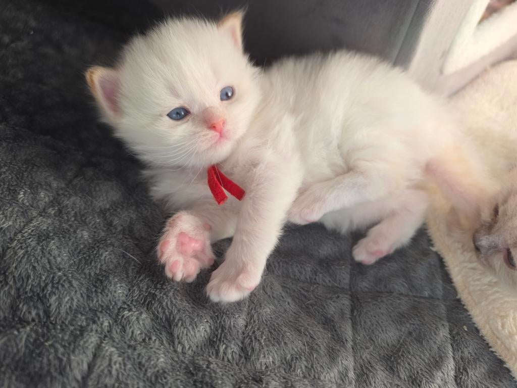 Ragdoll kittens (nog 1 katertje beschikbaar), Meerdere dieren, Gechipt, 0 tot 2 jaar