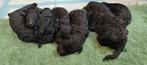 Prachtige koningspoedel pups aangeboden, Poedel, 8 tot 15 weken, Meerdere, Meerdere dieren