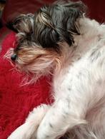 Maatje gezocht om samen te spelen, Overige rassen, Teef, Parvo, Eén hond