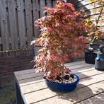 Acer palmatum deshojo, Ophalen, Bloeit niet, Halfschaduw, Overige soorten