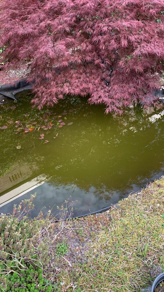 vijvervissen af te halen, Dieren en Toebehoren, Vissen | Vijvervissen, Goudvis(sen)