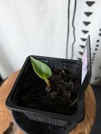 Alocasia Melo #3, Huis en Inrichting, Kamerplanten, Ophalen of Verzenden, Halfschaduw, Minder dan 100 cm