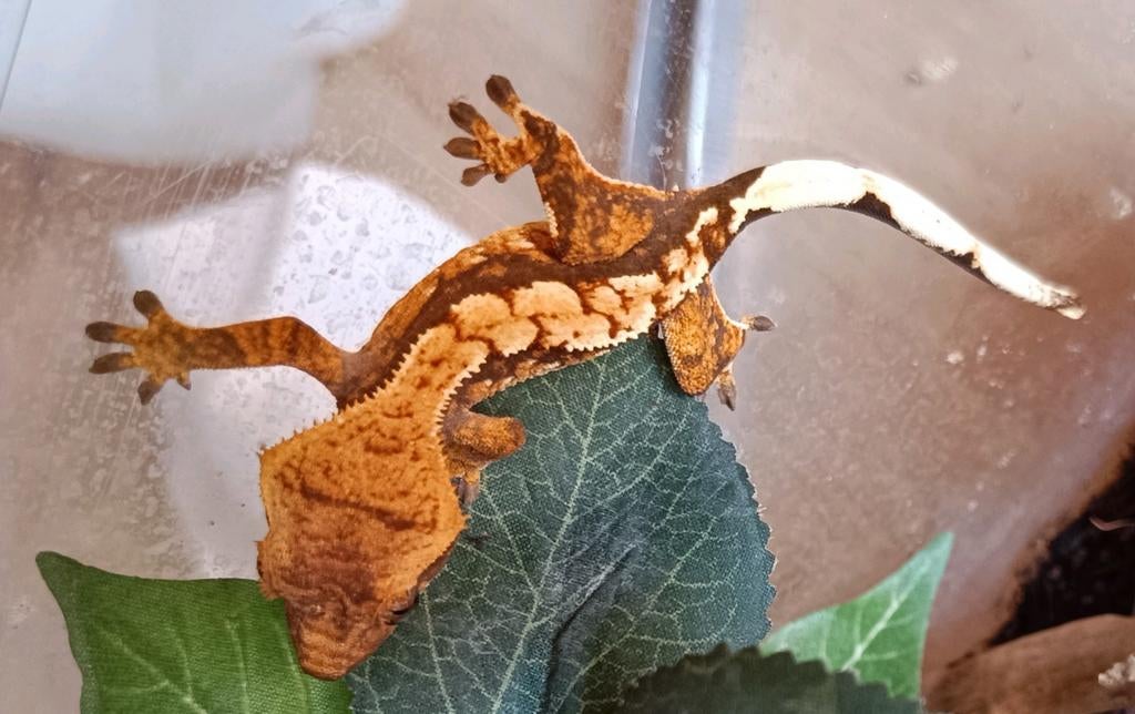 Wimpergekko nakweek 2025 harlequin Crested Gecko - unknown for sale from Sabrina