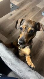 Pups zoeken alleen het allerbeste thuis, Jack Russell Terriër, 8 tot 15 weken, Parvo, Meerdere