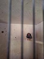 Zwartwang zebravink, Dieren en Toebehoren, Ophalen of Verzenden, Nieuw