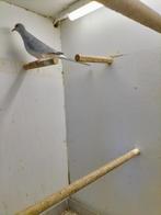 Diamant duifje te koop, Dieren en Toebehoren, Vogels | Overige Vogels, Mannelijk