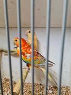 Mooi koppel oranje roodruggen, Meerdere dieren, Parkiet