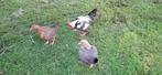 Trio oud engelse vechtkriel, Dieren en Toebehoren, Pluimvee, Meerdere dieren, Kip
