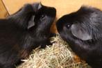 Jonge cavia's in Assen., December, Mannelijk, Cavia