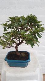 Satsuki Azalea Indicum, Halfschaduw, Overige soorten, Lente, Minder dan 100 cm