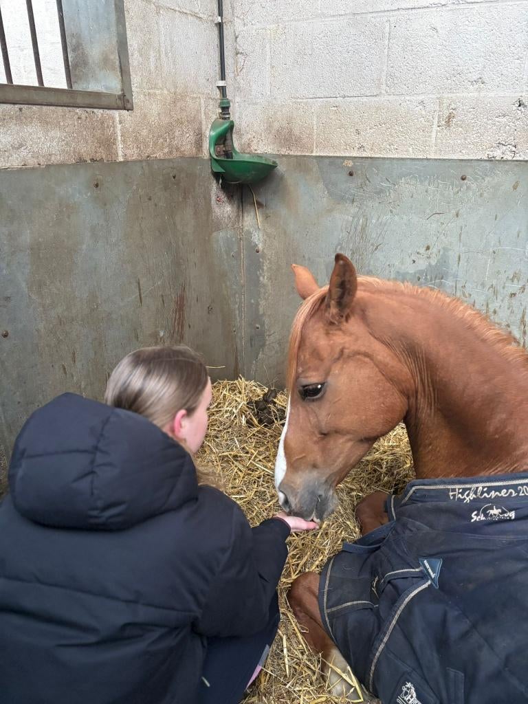 Verzorger / bijrijder aangeboden, Dieren en Toebehoren, Ophalen of Verzenden, Nieuw