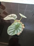 Alocasia Silver Dragon in Lechuza Pon, Ophalen, Halfschaduw, Minder dan 100 cm