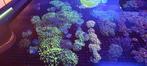 Mooie koralen voor het zeeaquarium, Dieren en Toebehoren, Overige typen