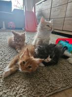 Mainecoon x Britse langhaar katers, Dieren en Toebehoren, Katten en Kittens | Raskatten | Langhaar, Kater, Ontwormd