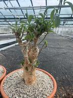 Caudex plant Afrikaanse Baobab (Adansonia Digitata)pot 30cm., Overige soorten, Ophalen of Verzenden, In pot, Minder dan 100 cm