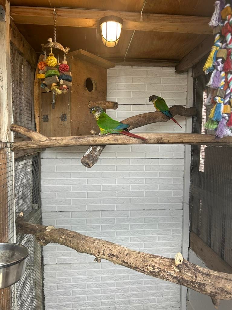 Te koop koppel pyhurras, Dieren en Toebehoren, Vogels | Parkieten en Papegaaien, Parkiet