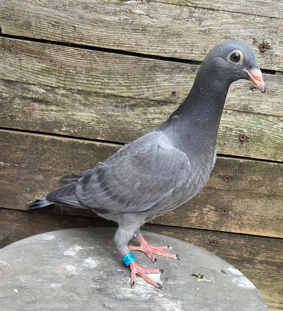 Jonge postduiven, Dieren en Toebehoren, Meerdere dieren, Postduif