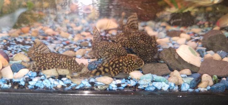 Ancistrus, Dieren en Toebehoren, Vissen | Aquariumvissen, Vis