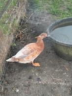 2 eenden, Vrouwelijk, Eend