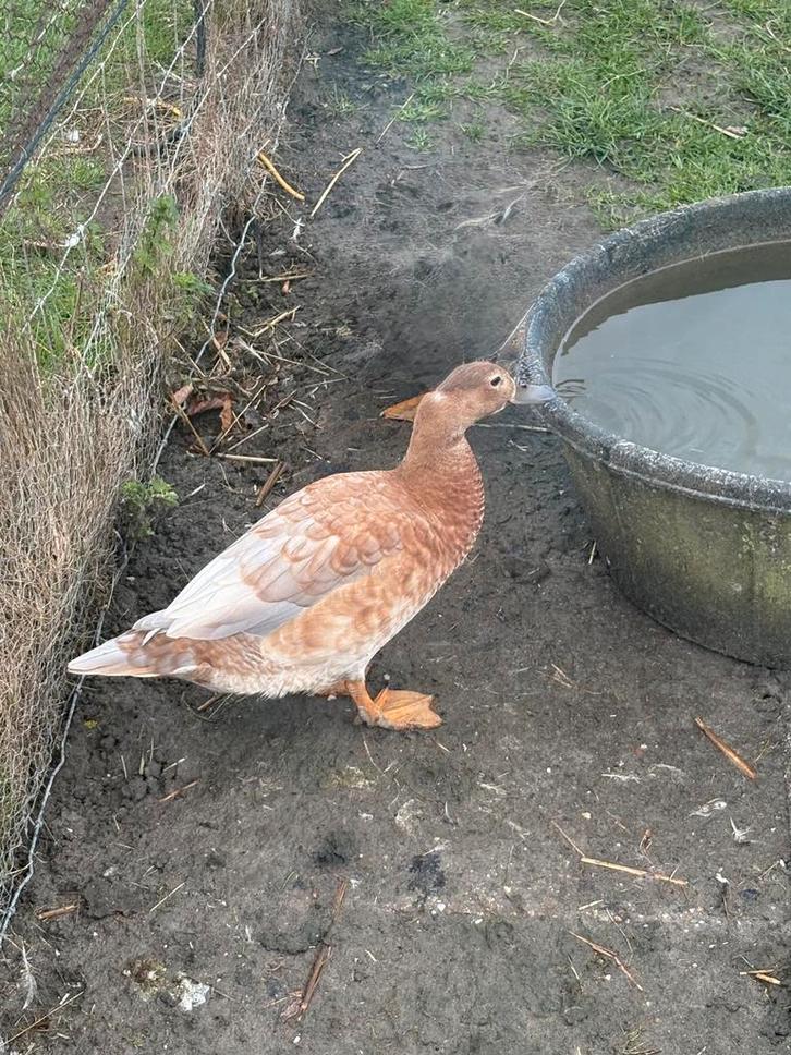 2 eenden, Dieren en Toebehoren, Pluimvee, Eend, Vrouwelijk