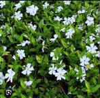 ACTIE nu €0.90 vinca minor maagdenpalm in 3 kleuren, Ophalen of Verzenden, Overige soorten, Minder dan 100 cm