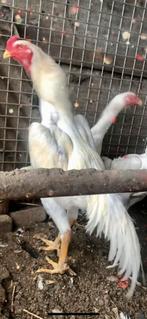 OShamo broedeieren, Dieren en Toebehoren, Pluimvee, Geslacht onbekend, Kip