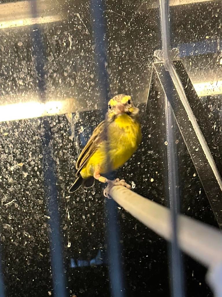 Te koop mozambique sijs koppel, Dieren en Toebehoren, Meerdere dieren