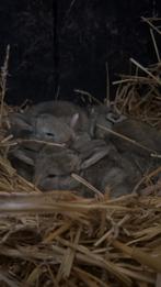 Vlaamse reus konijnen, Dieren en Toebehoren, Konijnen, Meerdere dieren, Groot