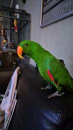 Edel papegaai 4jaar, Dieren en Toebehoren, Vogels | Parkieten en Papegaaien