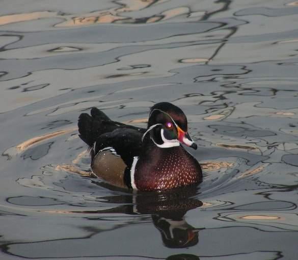 Carolinaeend | Siereenden | Mooie kleuren, Dieren en Toebehoren, Meerdere dieren, Eend