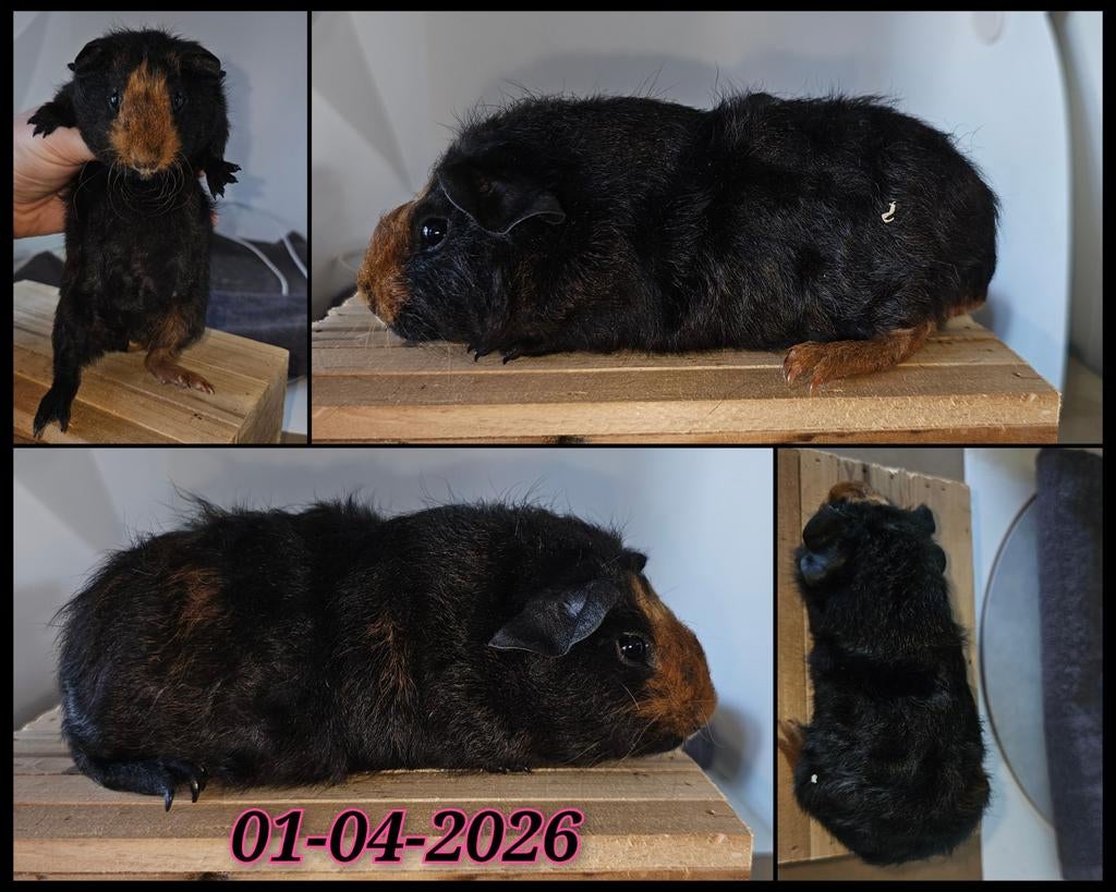 Skinnydrager cavia zeugje, Dieren en Toebehoren, Knaagdieren, Cavia, April, Vrouwelijk, Tam