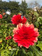 Dahlia, Ophalen of Verzenden, Volle zon, Knol