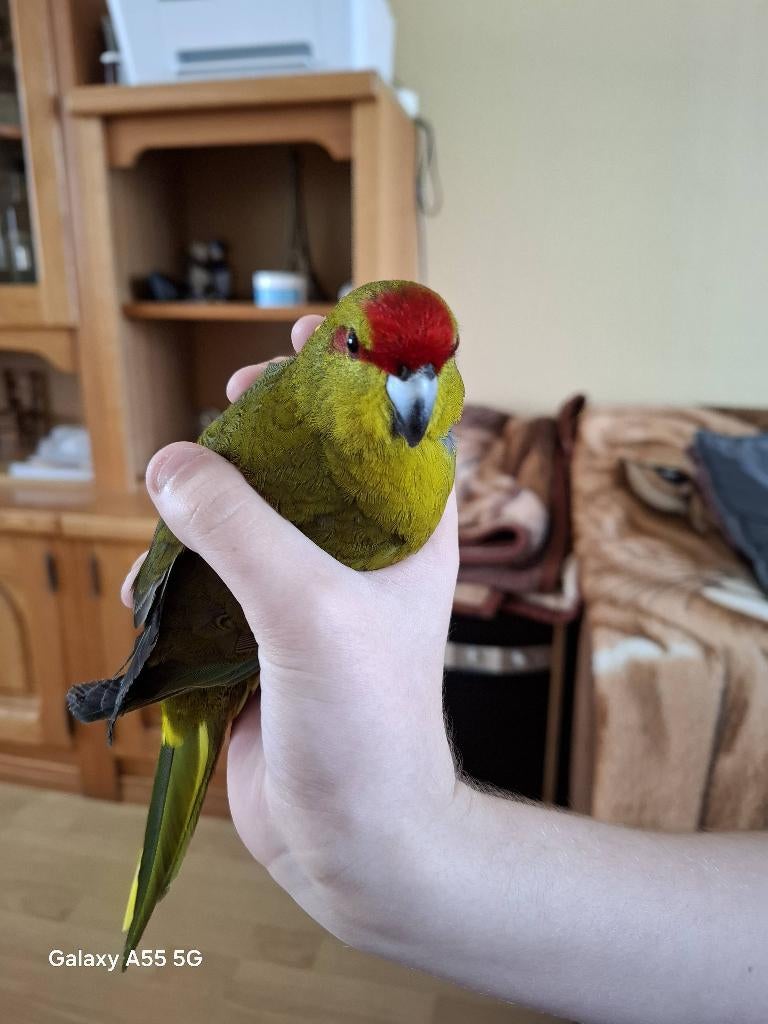 Kakariki, Dieren en Toebehoren, Meerdere dieren, Parkiet, Geringd
