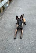 X mechelse herder teef, Dieren en Toebehoren, 15 weken tot 1 jaar, Teef, Parvo, Eén hond