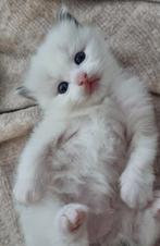 Ragdoll kitten blue lynx bicolor - stamboom/erkende cattery, Dieren en Toebehoren, Katten en Kittens | Raskatten | Langhaar, Kater