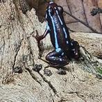 Gezocht Epipedobates buena esperanza, 0 tot 2 jaar