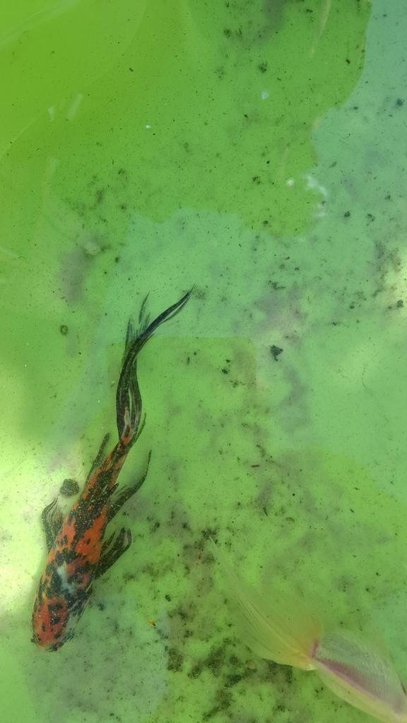 4x Koi Vlinder, 4x koi 1x sluierstaart, Dieren en Toebehoren, Vissen | Vijvervissen, Karper of Koi