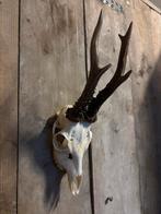 Reebok schedel (3), Ophalen of Verzenden, Nieuw, Hert, Schedel