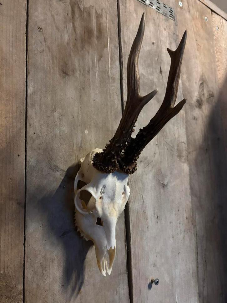 Reebok schedel (3), Verzamelen, Dierenverzamelingen, Nieuw, Schedel, Hert, Ophalen of Verzenden