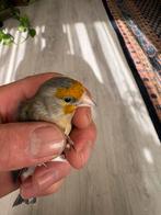 2024 bastaard puttur met zang koi, Meerdere dieren, Bastaard