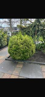 Hulst, Ophalen, Minder dan 100 cm