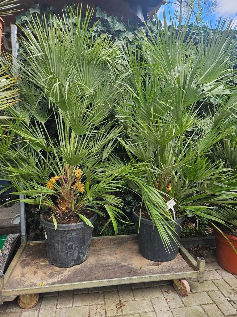 Olijfbomen palmbomen oleander eucalyptus vijgbomen jasmijn, Tuin en Terras, Ophalen of Verzenden, Overige soorten, Halfschaduw