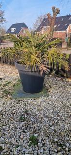 Tropische palm achtig met pot, Overige soorten, Volle zon, Vaste plant, Ophalen of Verzenden