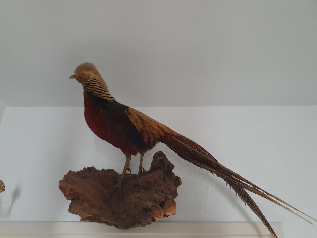 Opgezette fazant met mooie kleuren, Verzamelen, Ophalen