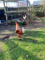 3 hanen, Mannelijk, Kip